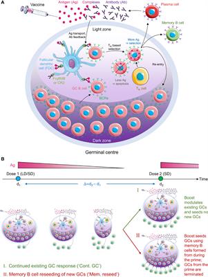 Increased B Cell Selection Stringency In Germinal Centers Can Explain Improved COVID-19 Vaccine Efficacies With Low Dose Prime or Delayed Boost